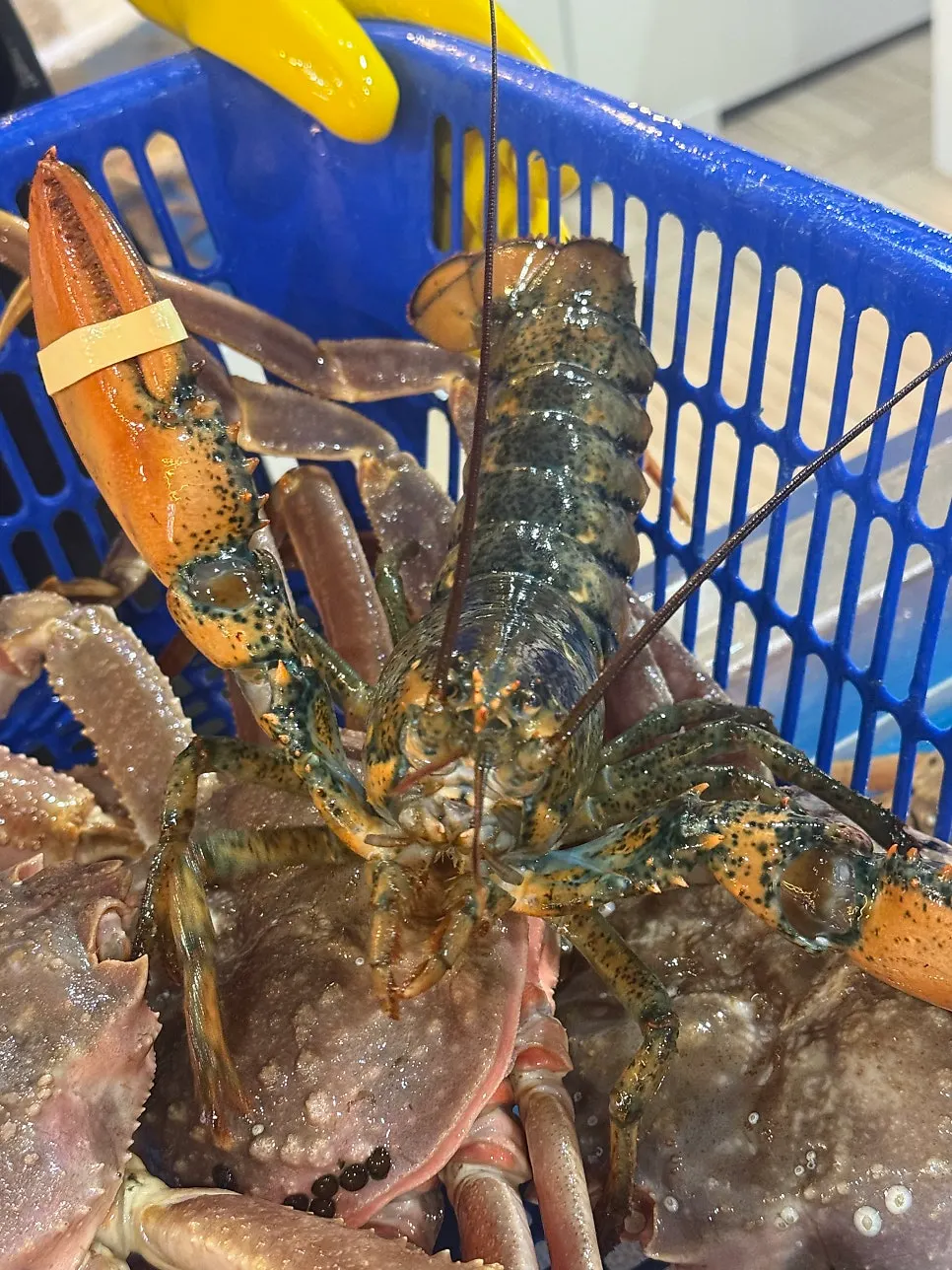 Crab on the scale with market price posted