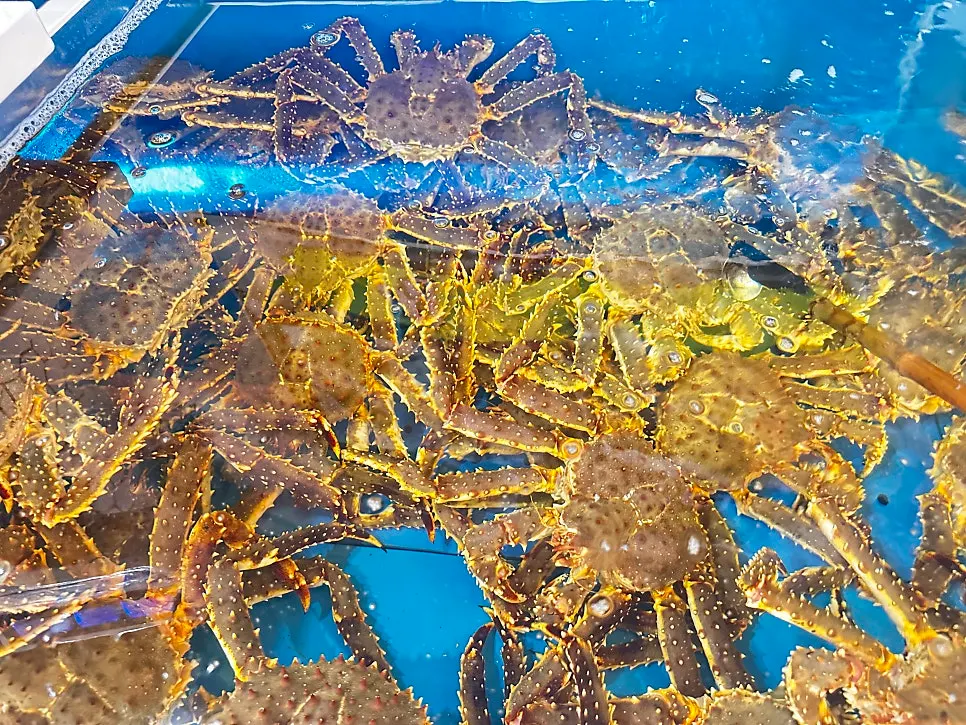 店内に並ぶズワイガニとキングクラブ