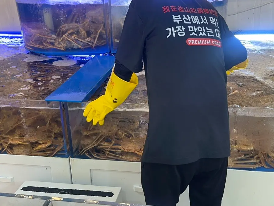 바구니 무게를 뺀 대게 실중량 계근 장면