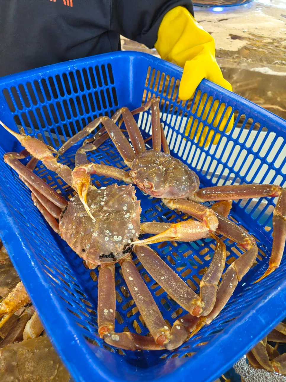 Weighing the hand-picked crab
