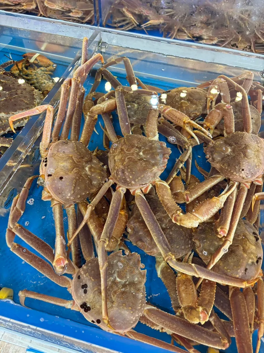 수조 속 절지대게와 일반 대게