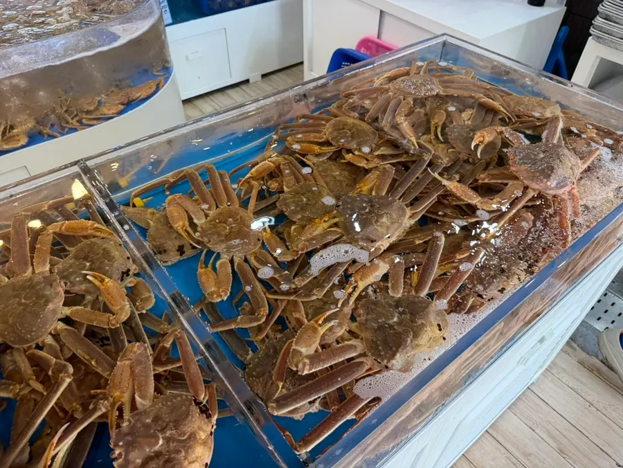 Two large snow crabs