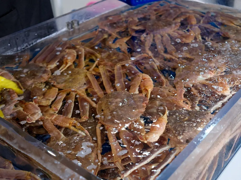 Russian snow crab picked from the tank