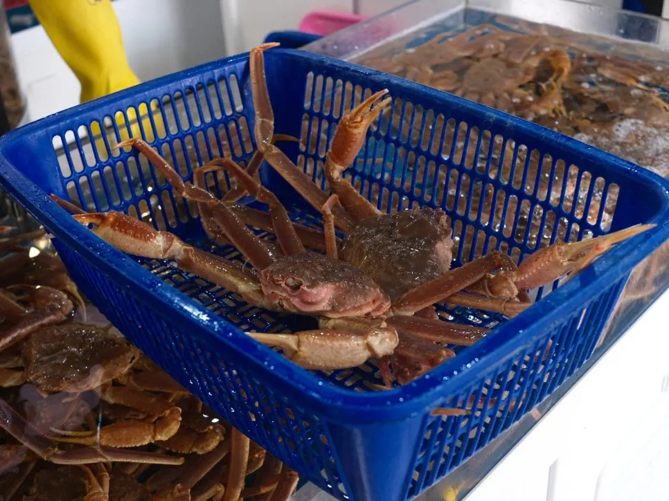Crab being weighed on the scale