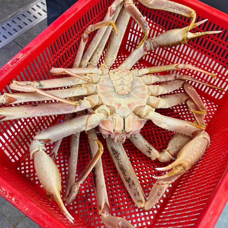 수조에서 고른 마가단 대게