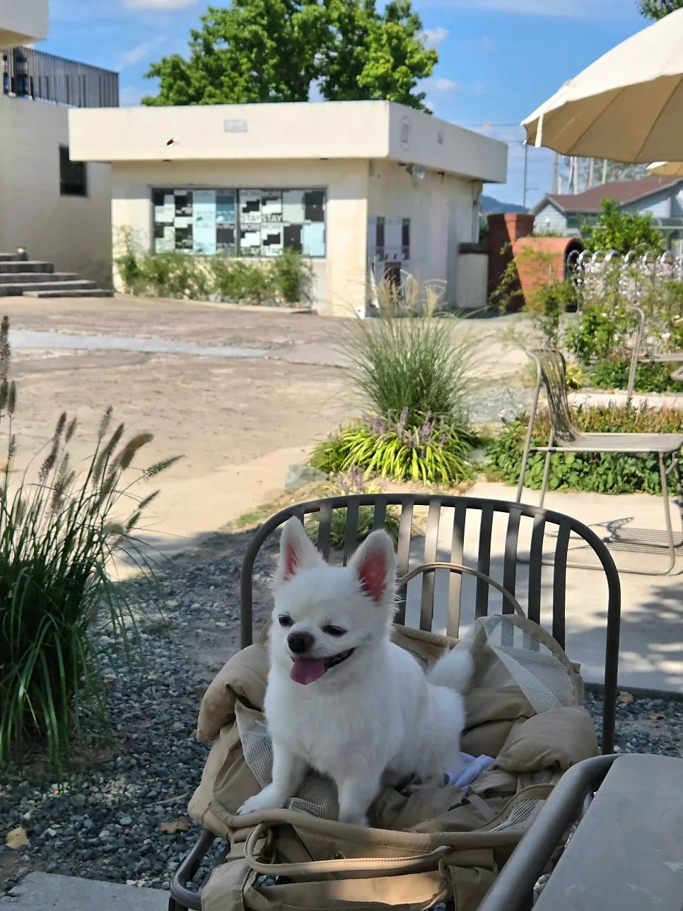 Dog sitting together at Peer a Peer's outdoor seating