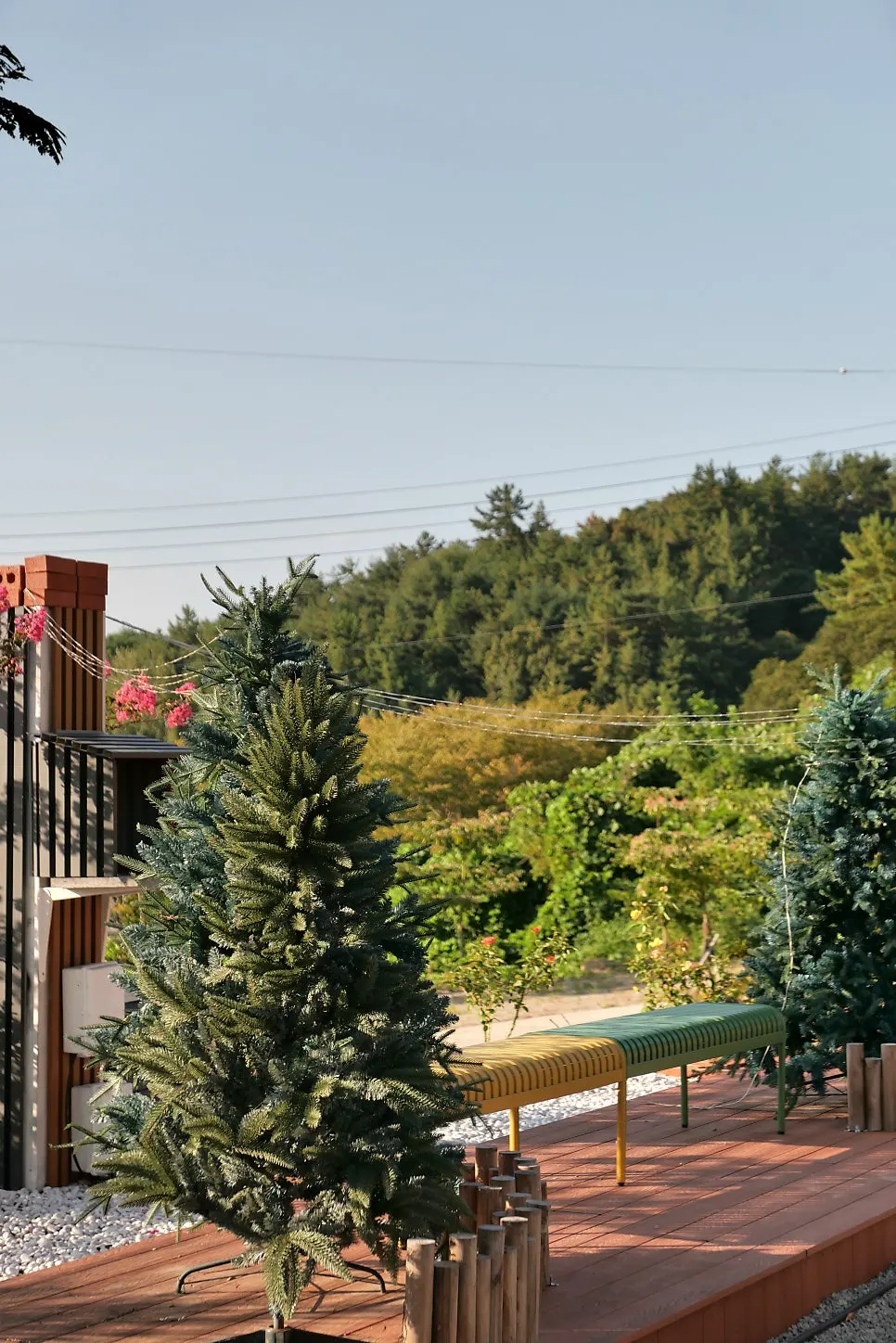 Tree-lined road to the glamping site