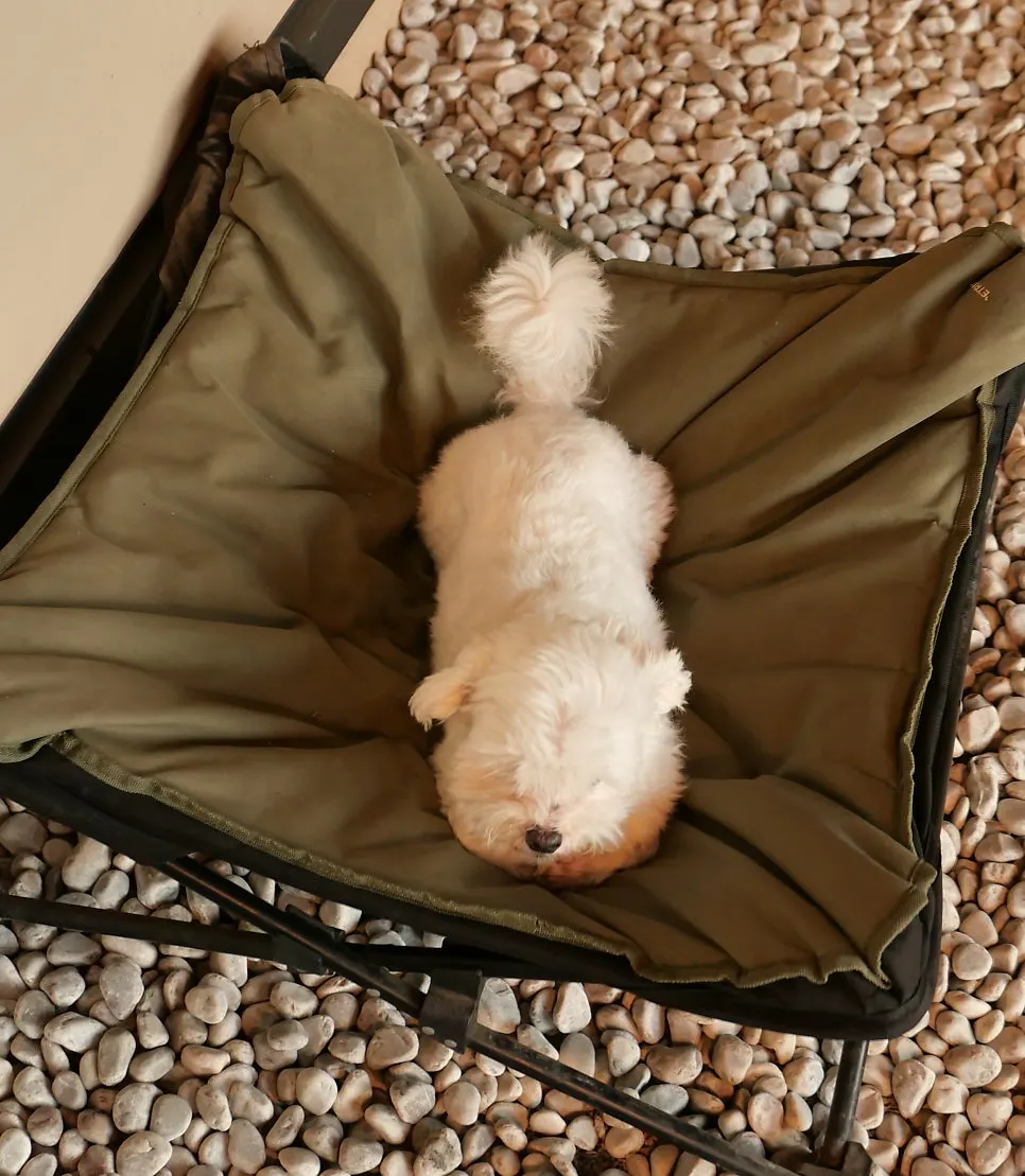 Aaron with his front paws tucked together