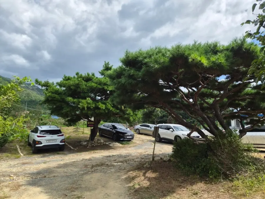 Green tree-lined path leading to the restaurant