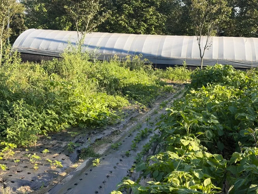 Farm-grown ssam wrap greens