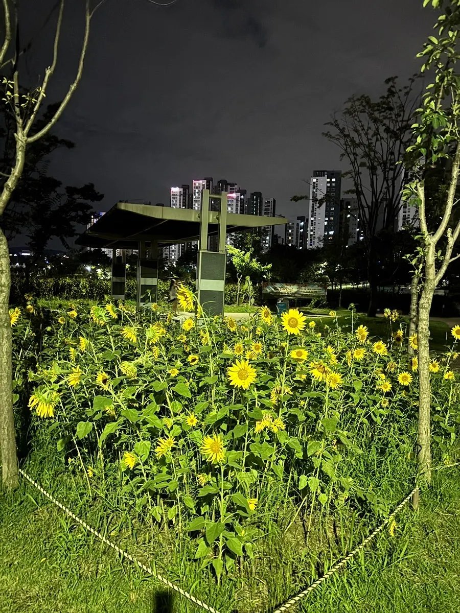 Evening view of the walking path at Misa Lake Park