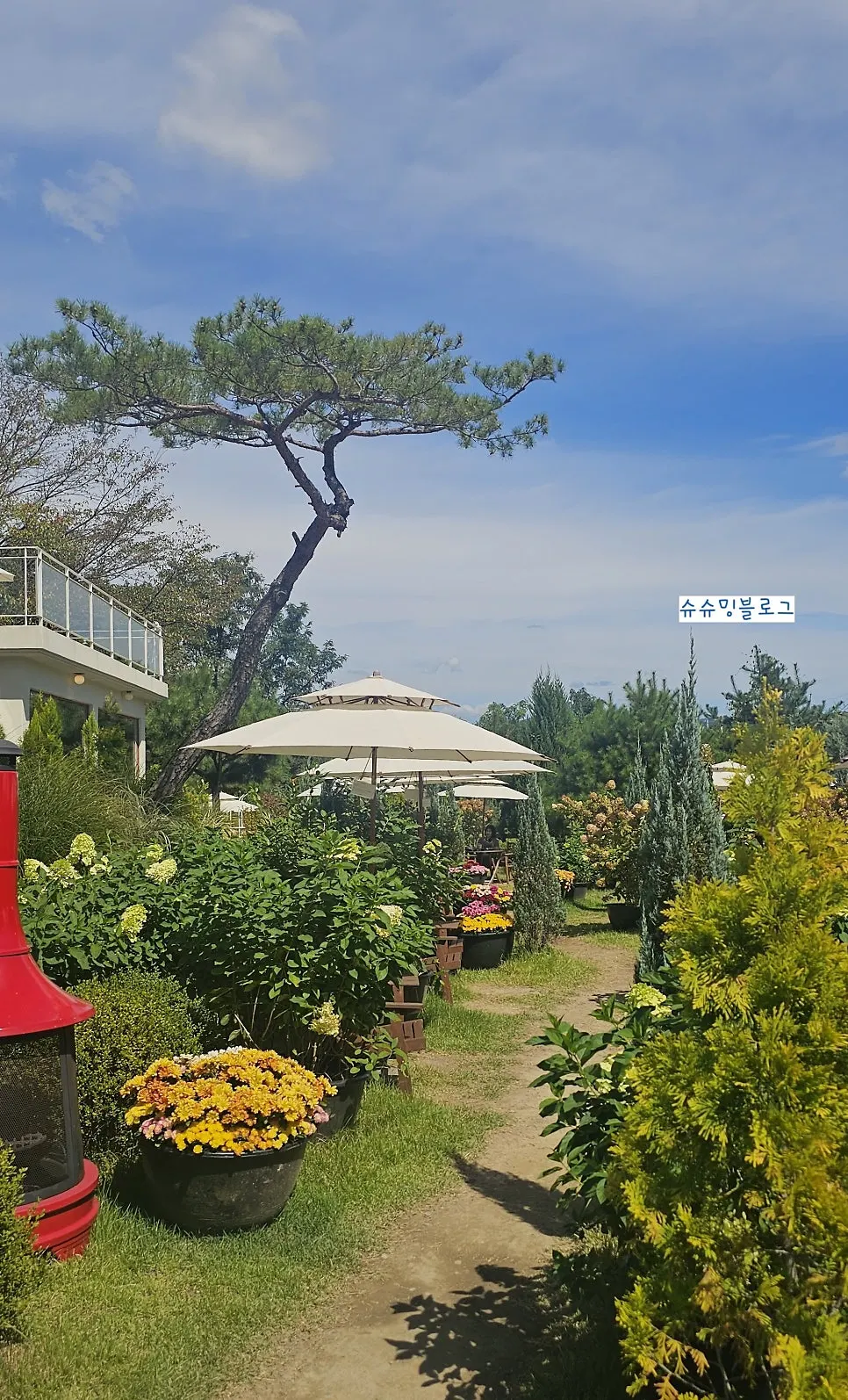 Outdoor café garden with pine trees and garden shrubs