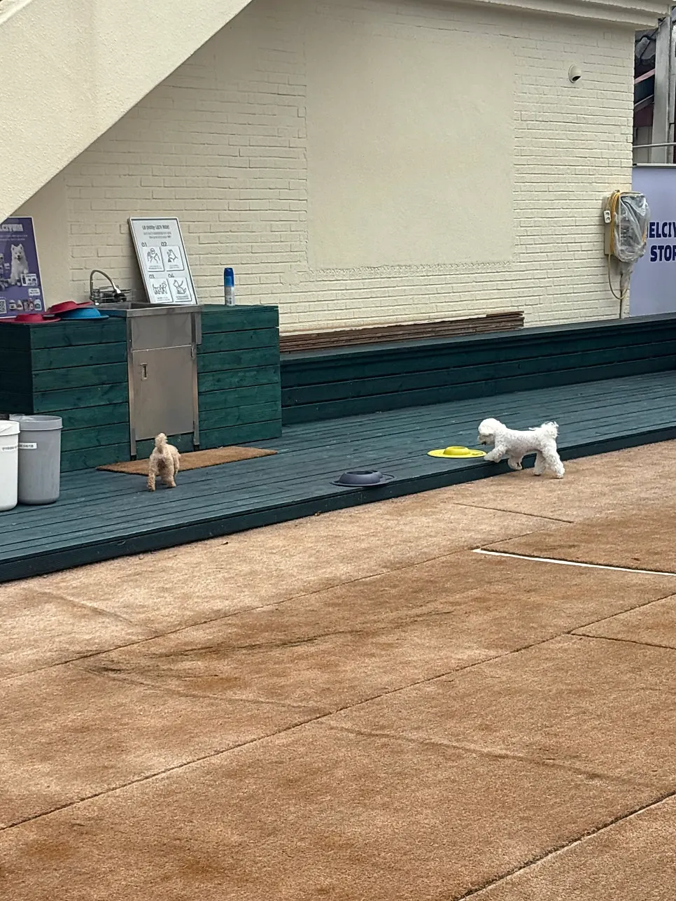 Kursi meja di dalam dog run