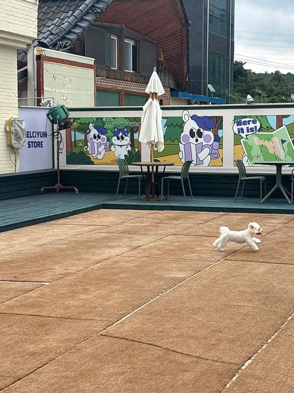 Anjing-anjing berlari di dog run
