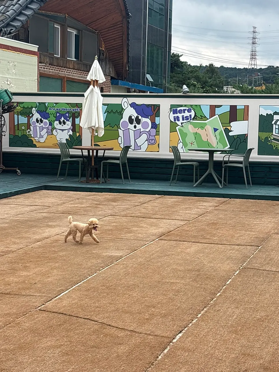 Dog run luas dengan beberapa anjing peliharaan