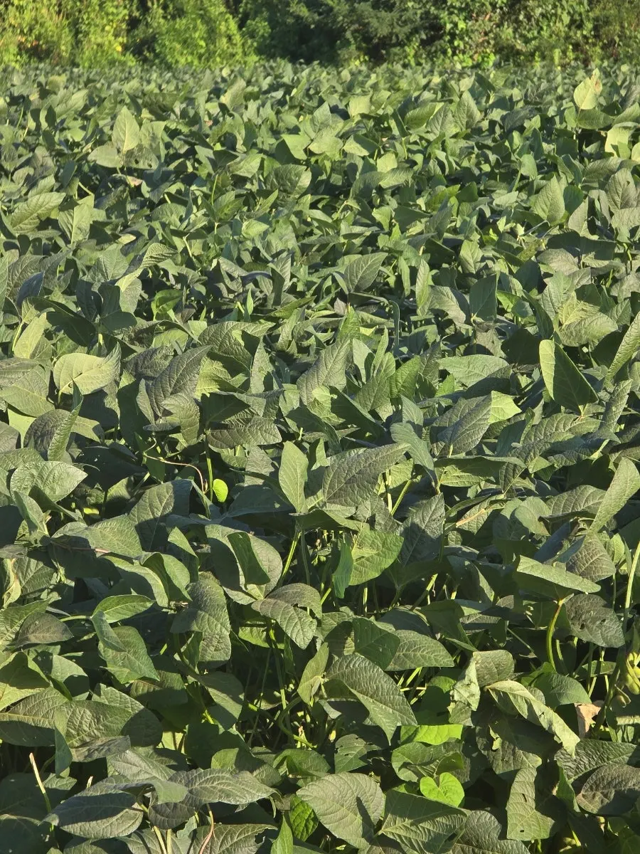 Autumn crop fields at the farm along the Imjin River