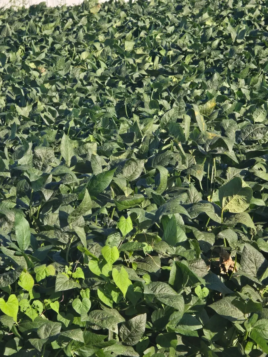 A chili pepper field with ripe red chilies harvested