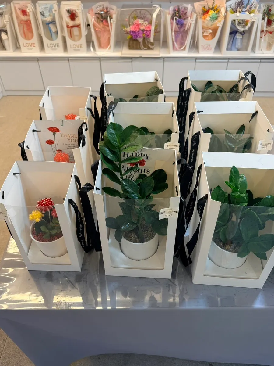 Shelf of air-purifying plants and houseplants