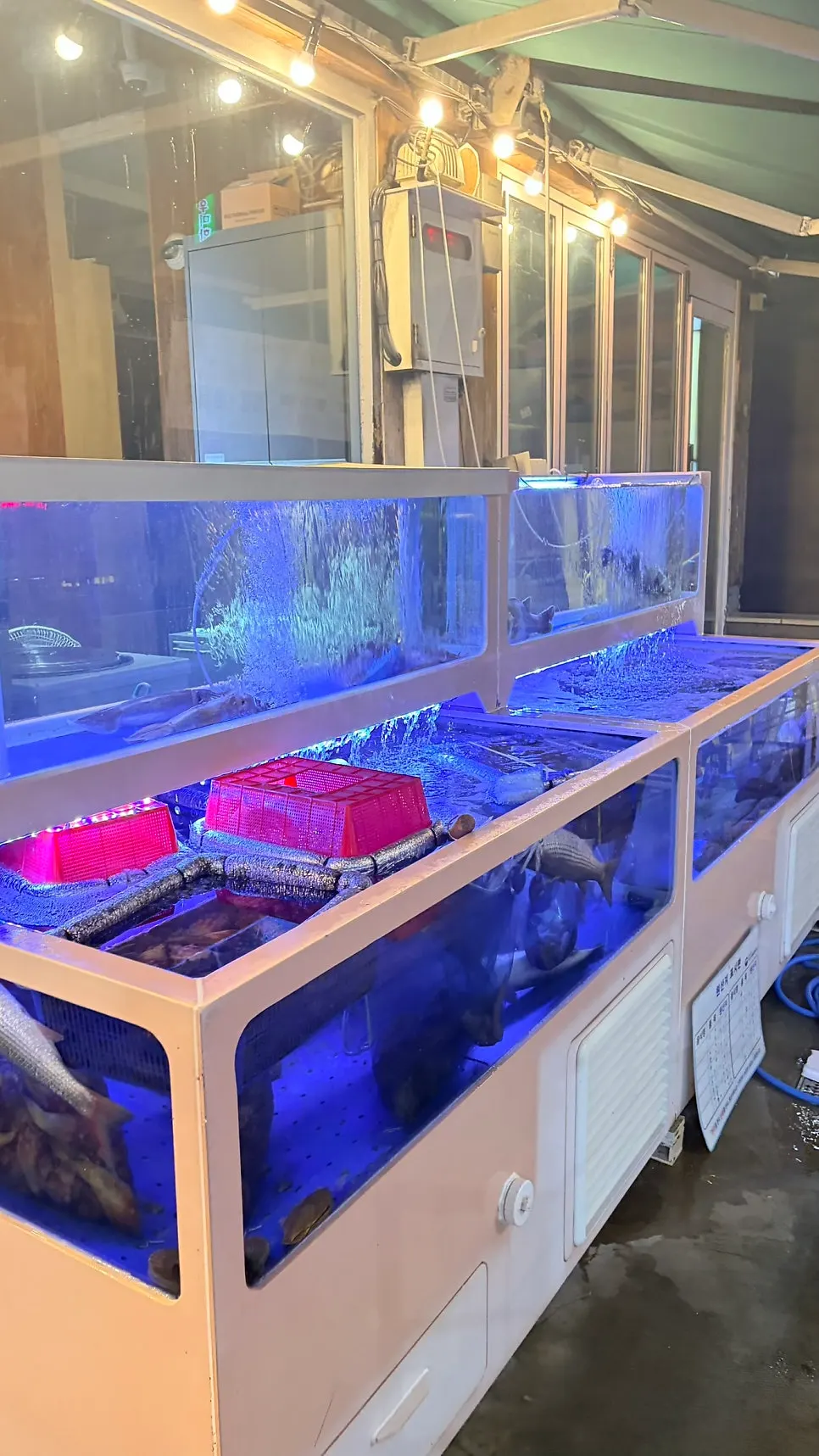 Live fish tank near the entrance