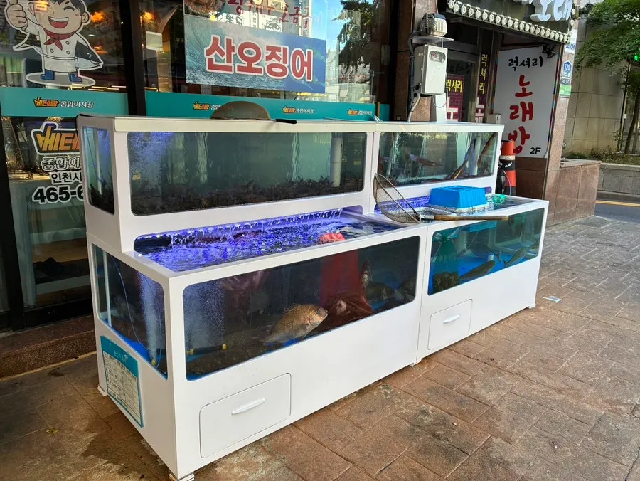 Live fish and raw shrimp in the restaurant's large fish tank