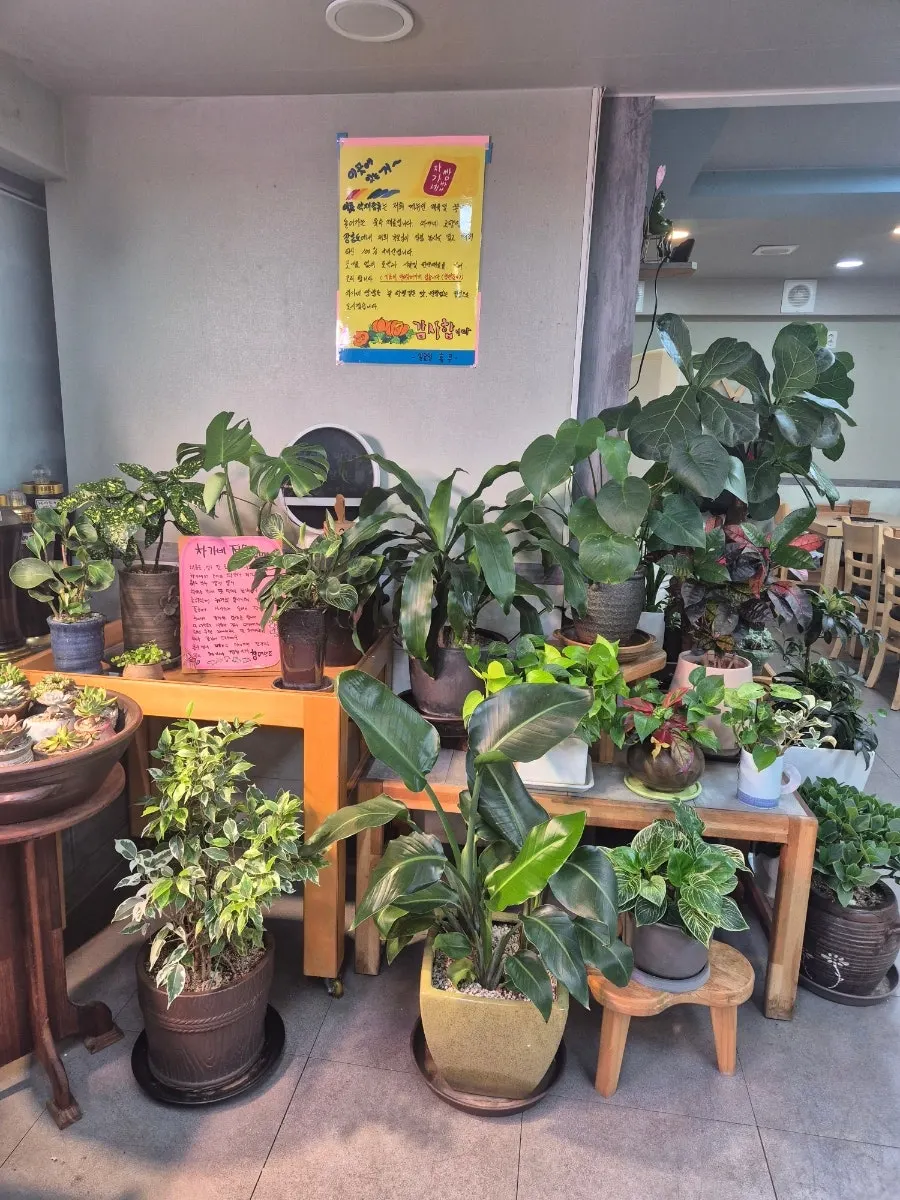 Plants in Chagane Garden beside the door