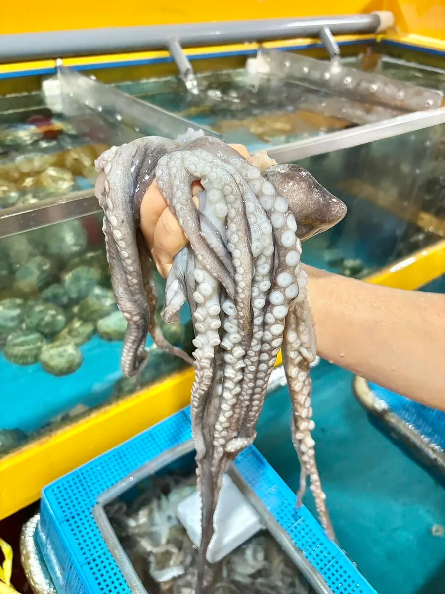 Live octopus, octopus and other fresh seafood