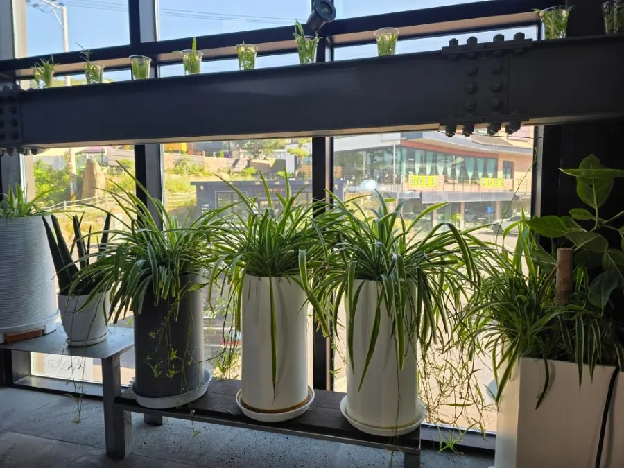 Interior of Fruit Forest with high ceilings and large windows