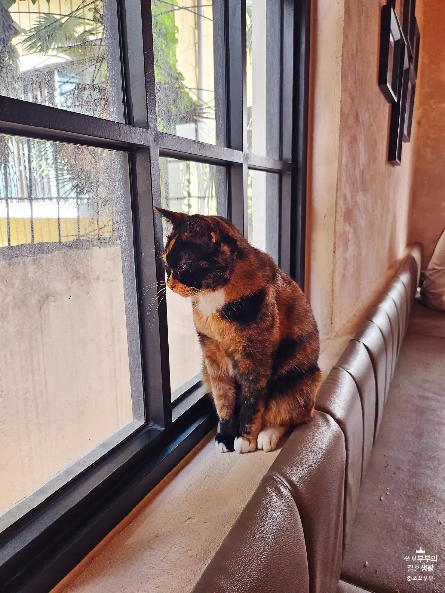 The mascot stray cat dozing inside the café