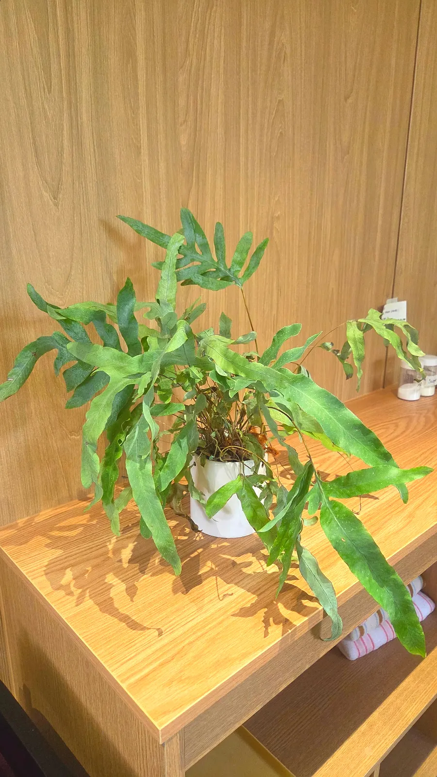 日差しが差し込む窓際席周辺の雰囲気