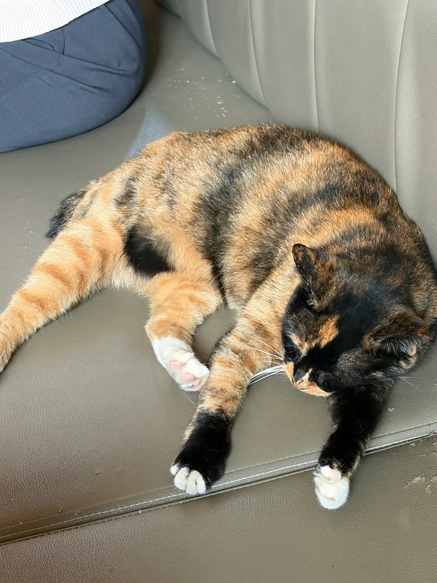 A cute cat spotted at the café