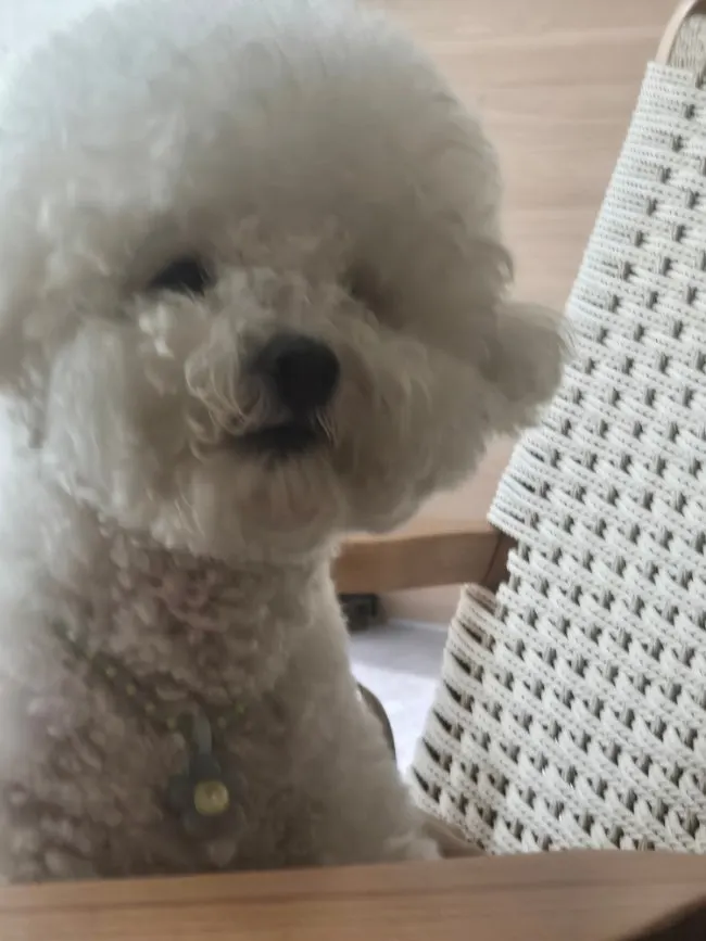 A dog-friendly brunch café