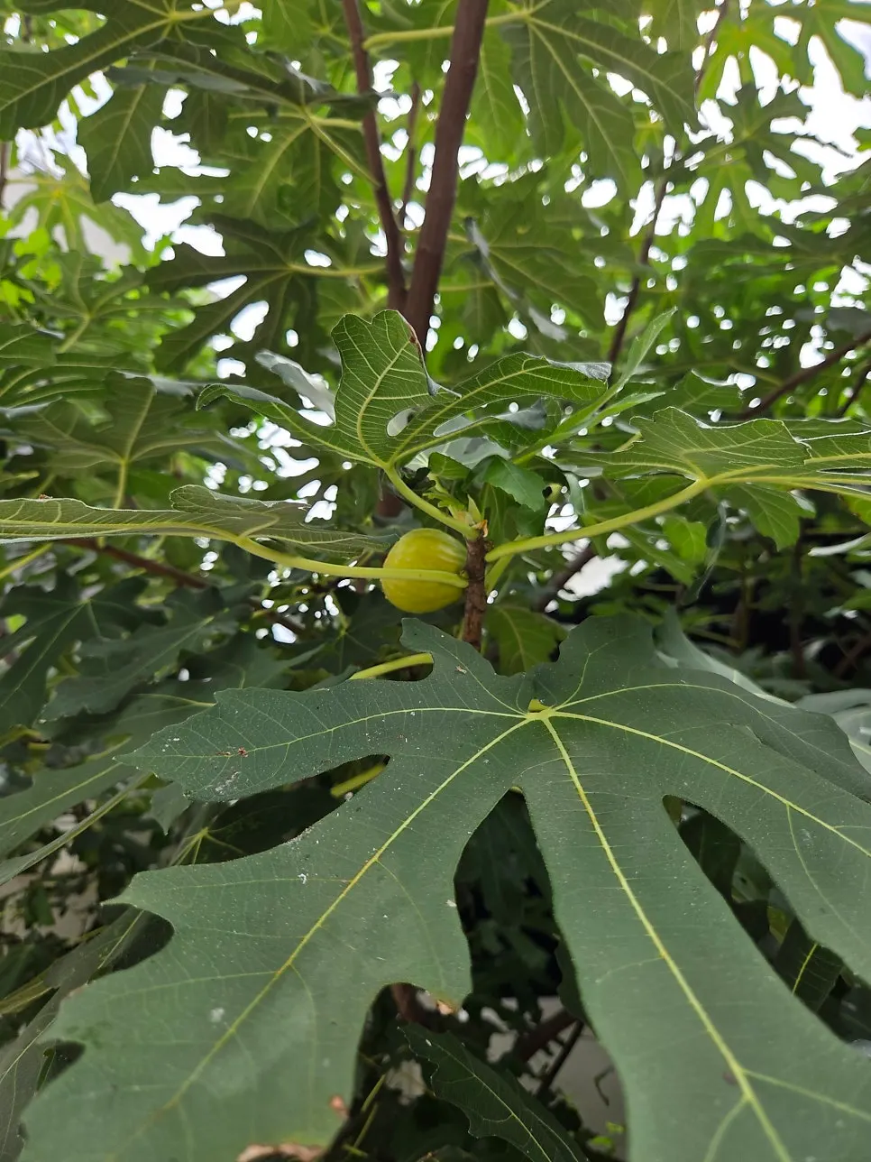Fig tree in front of the restaurant
