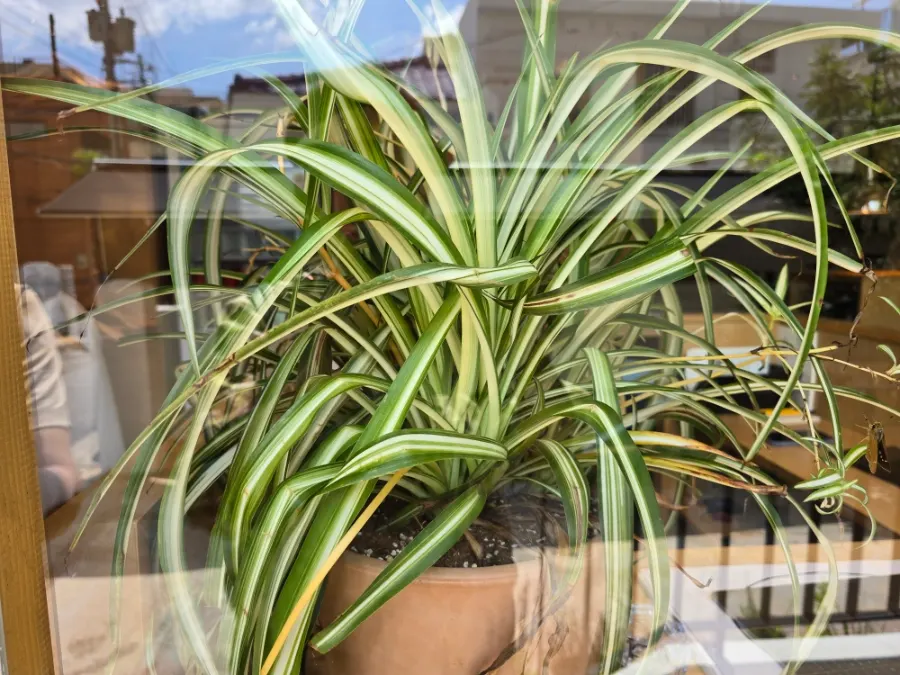 Interior space with plants