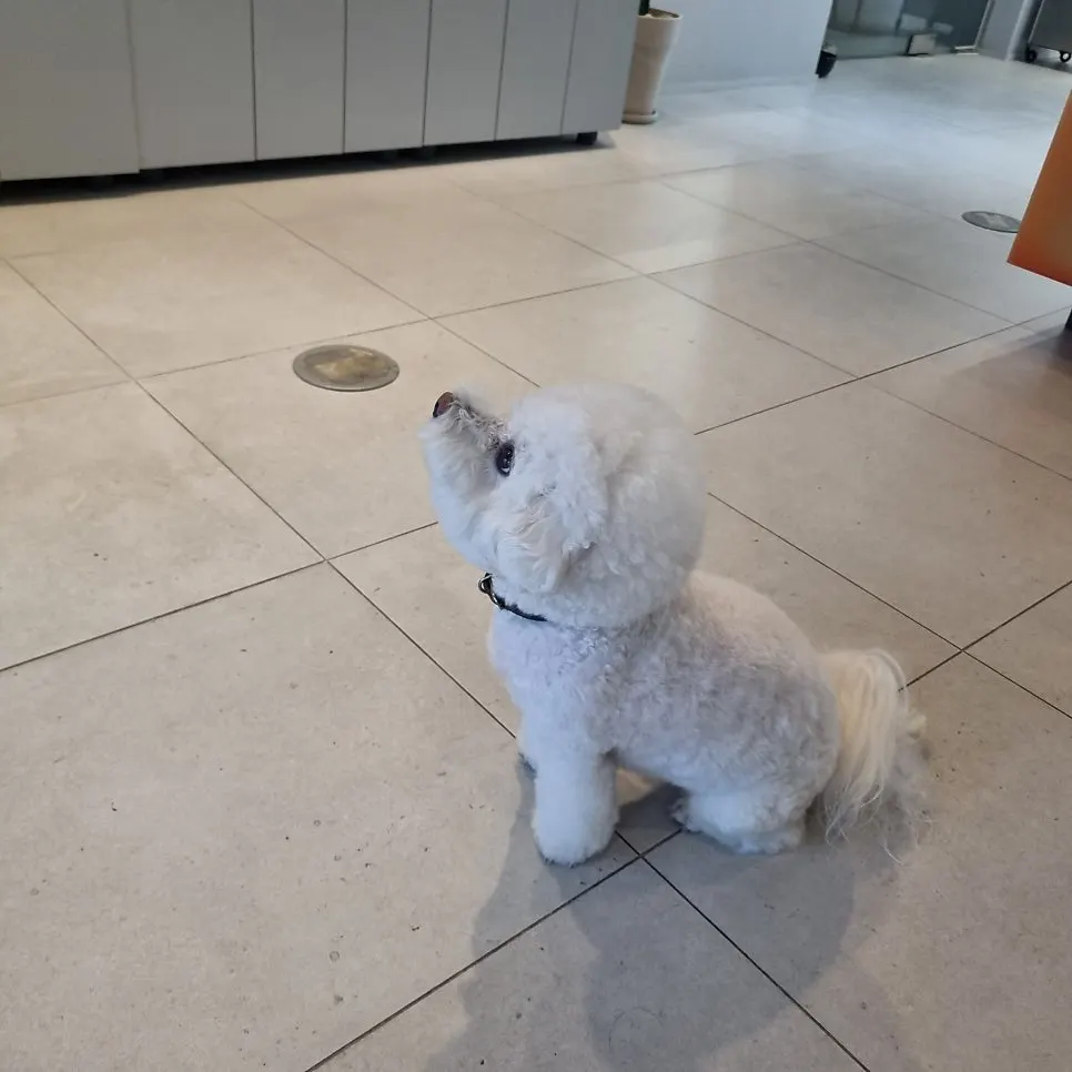 Dog greeting customers at the salon