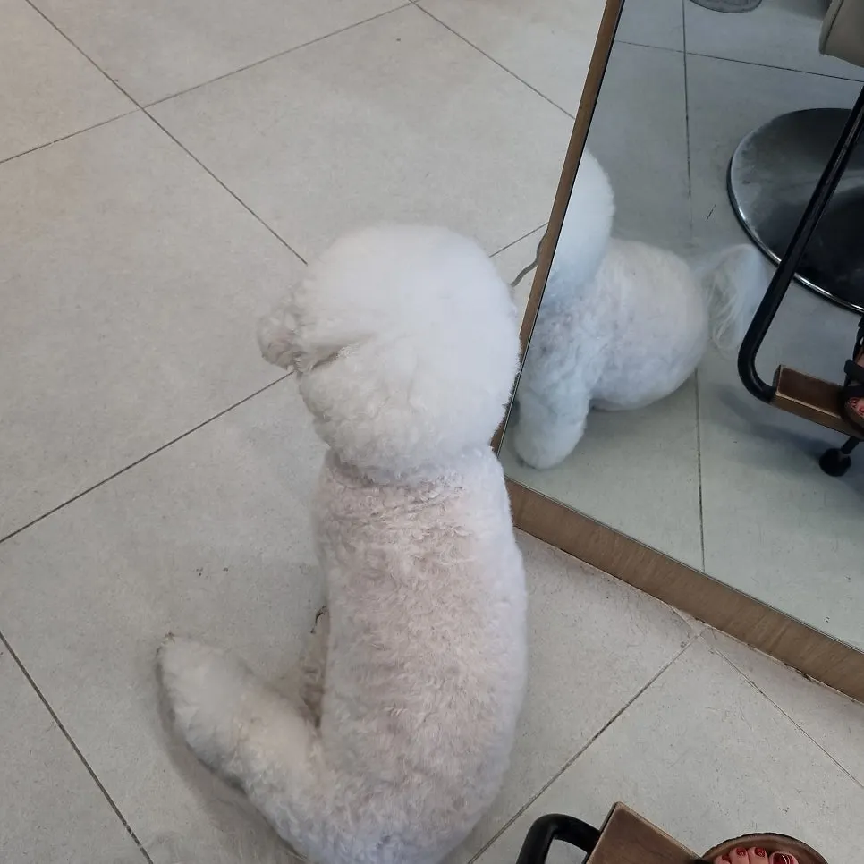 The owner's dog greeting quietly