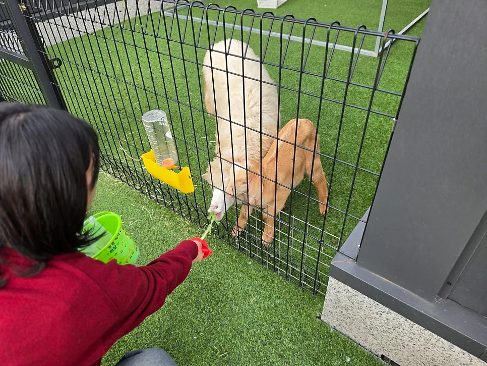Outdoor animal feeding activity