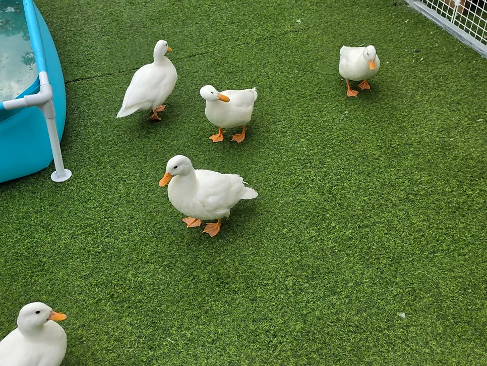 Animal feeding activity in progress