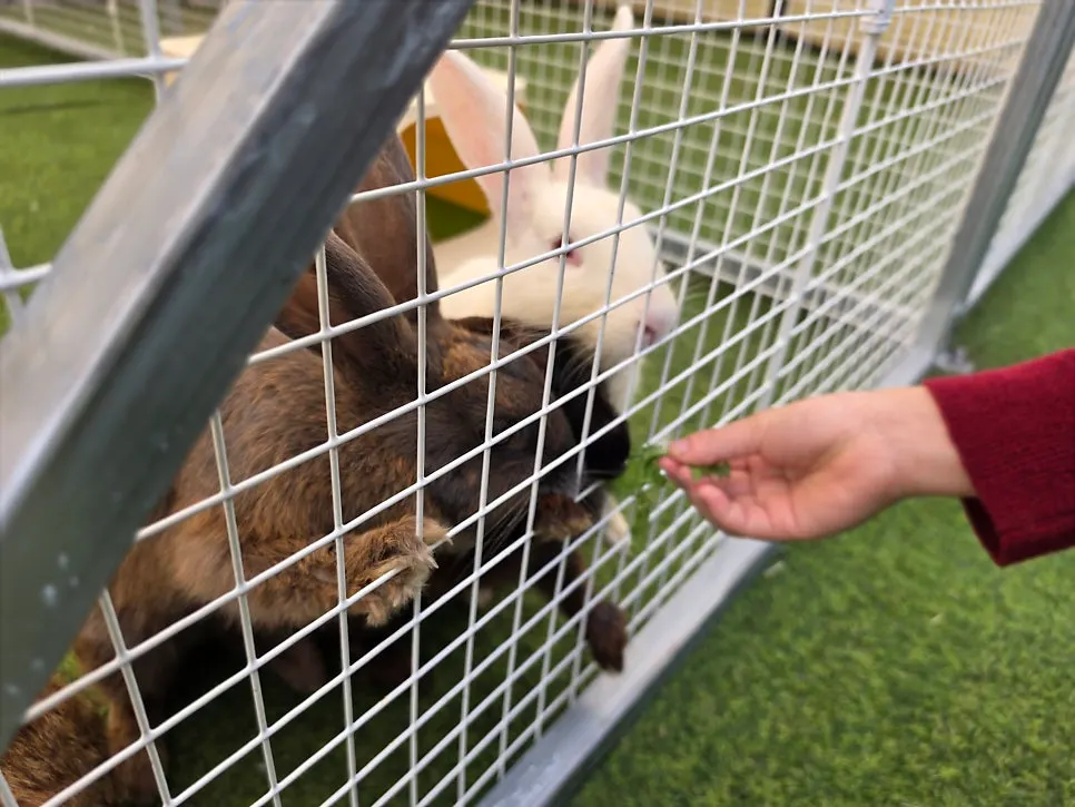 Outdoor activity area with animal friends