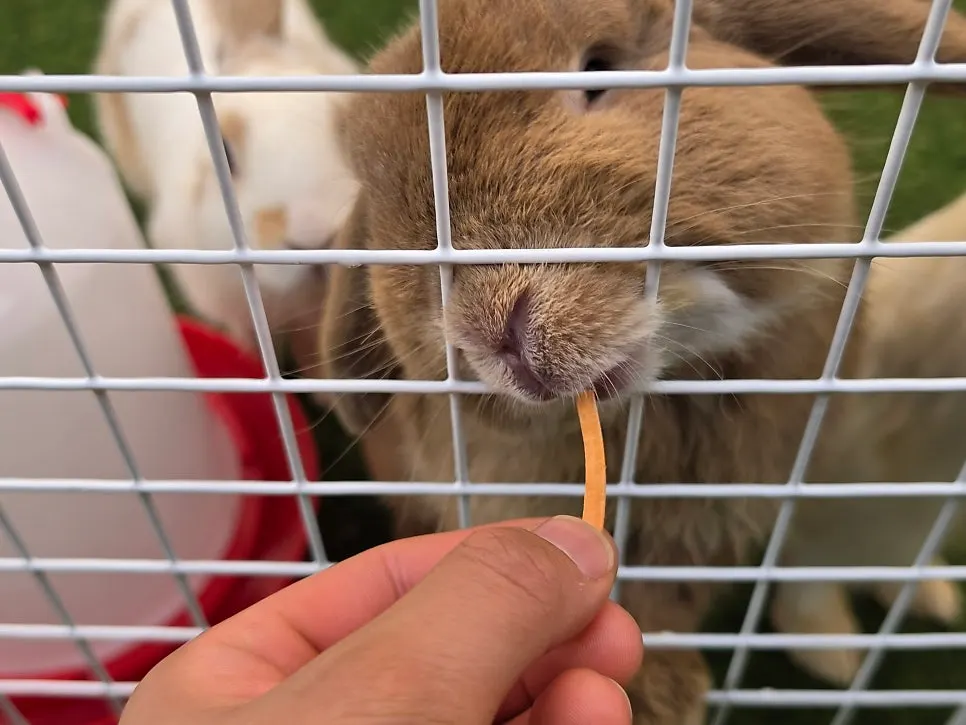 Animal area for the feeding activity