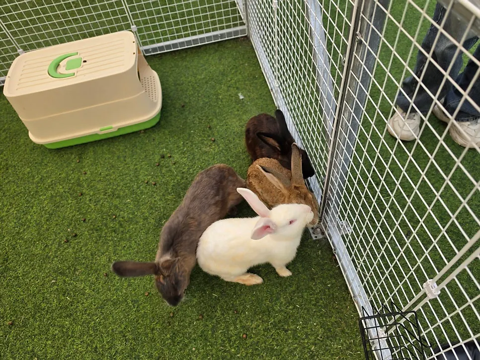 Animals in the outdoor animal experience area