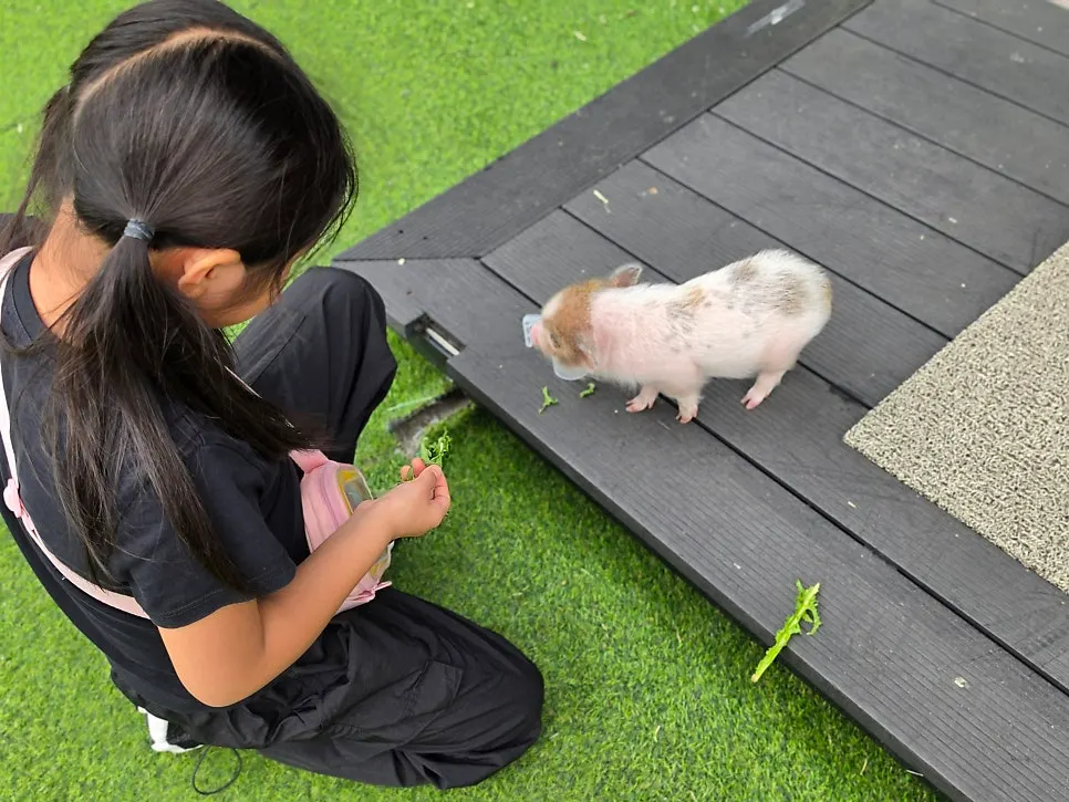 Baby rabbit interaction zone at Hamjjirang Tojjirang in Gwangju