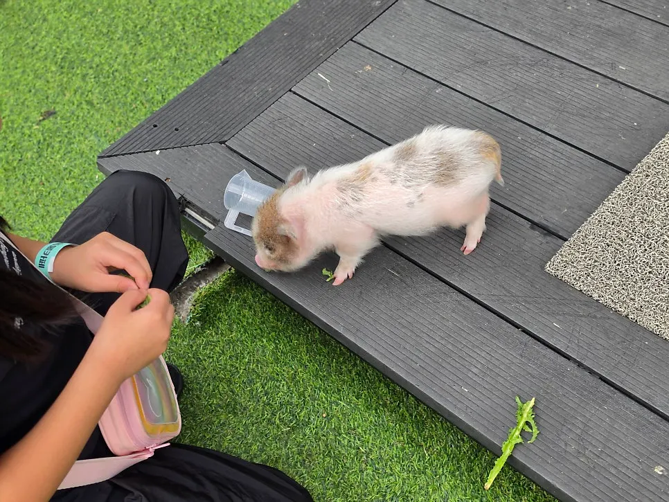 Activity area with sheep and mini pigs