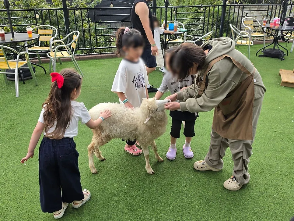 Animal experience with rabbits and ducks