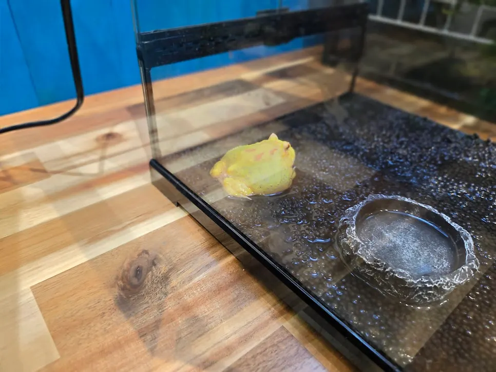 Indoor area with parrots and hamsters