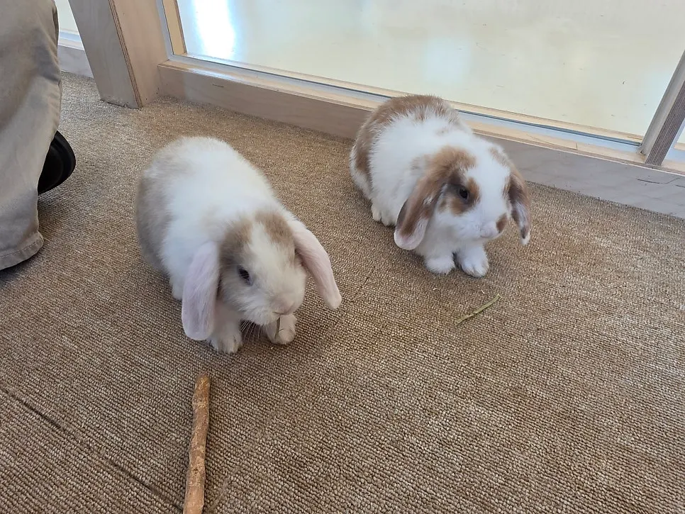 Separate baby rabbit interaction experience area