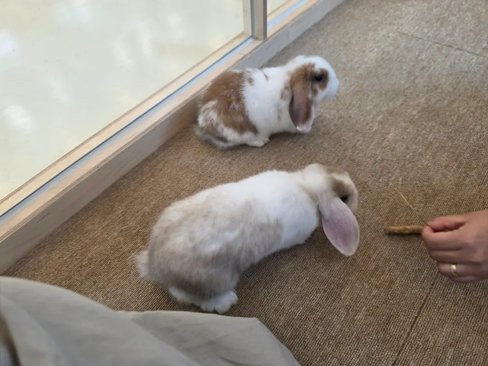 Interacting with a baby rabbit