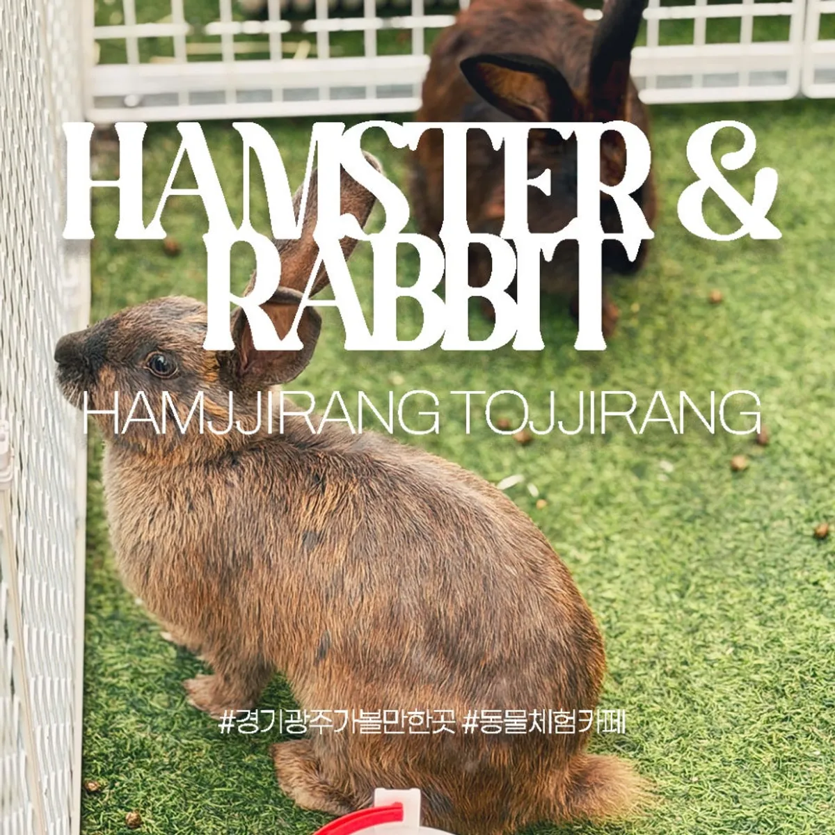 Main image of Hamjjirang Tojjirang, an animal experience café in Gwangju