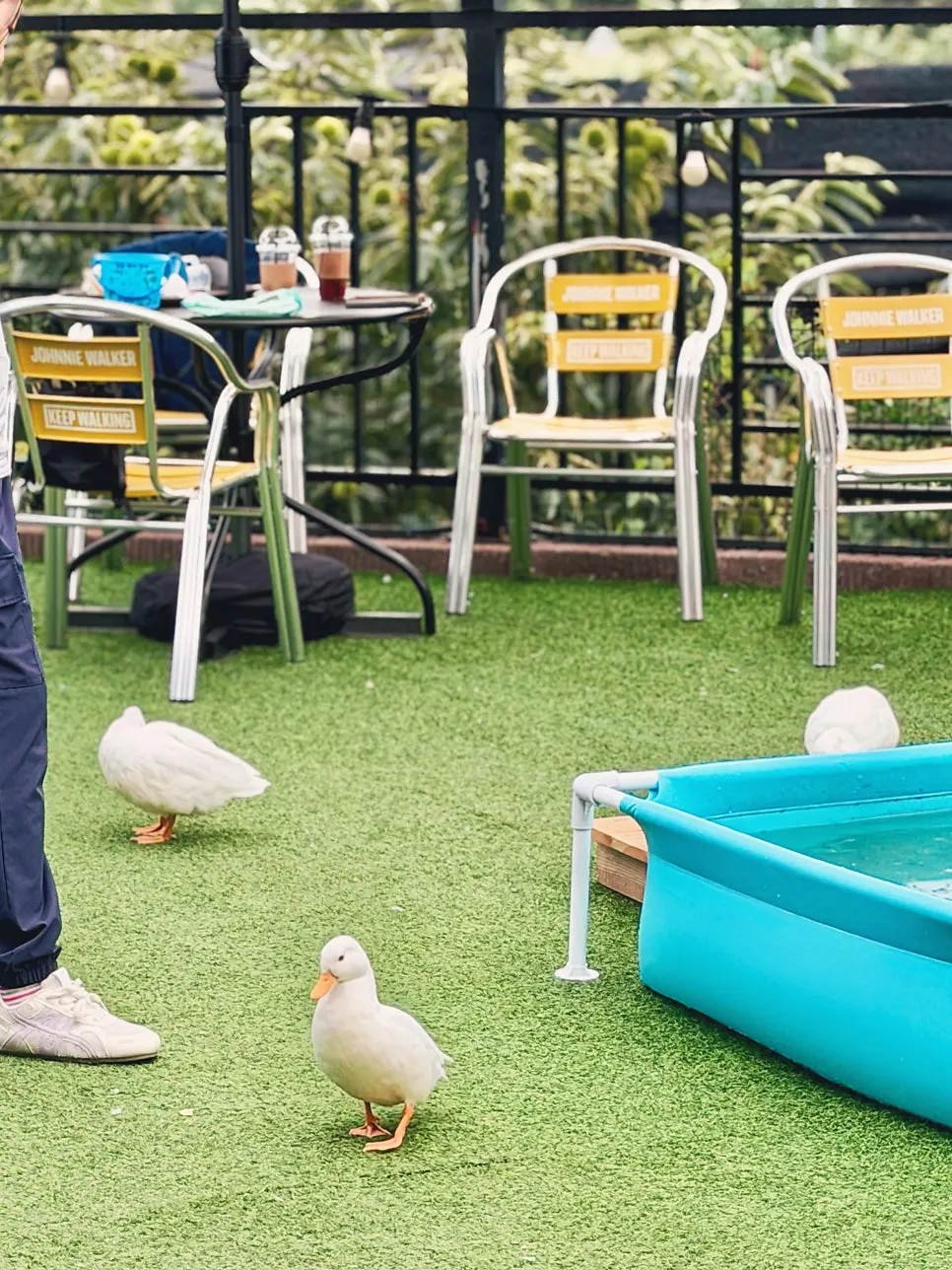 A child feeding an animal outdoors