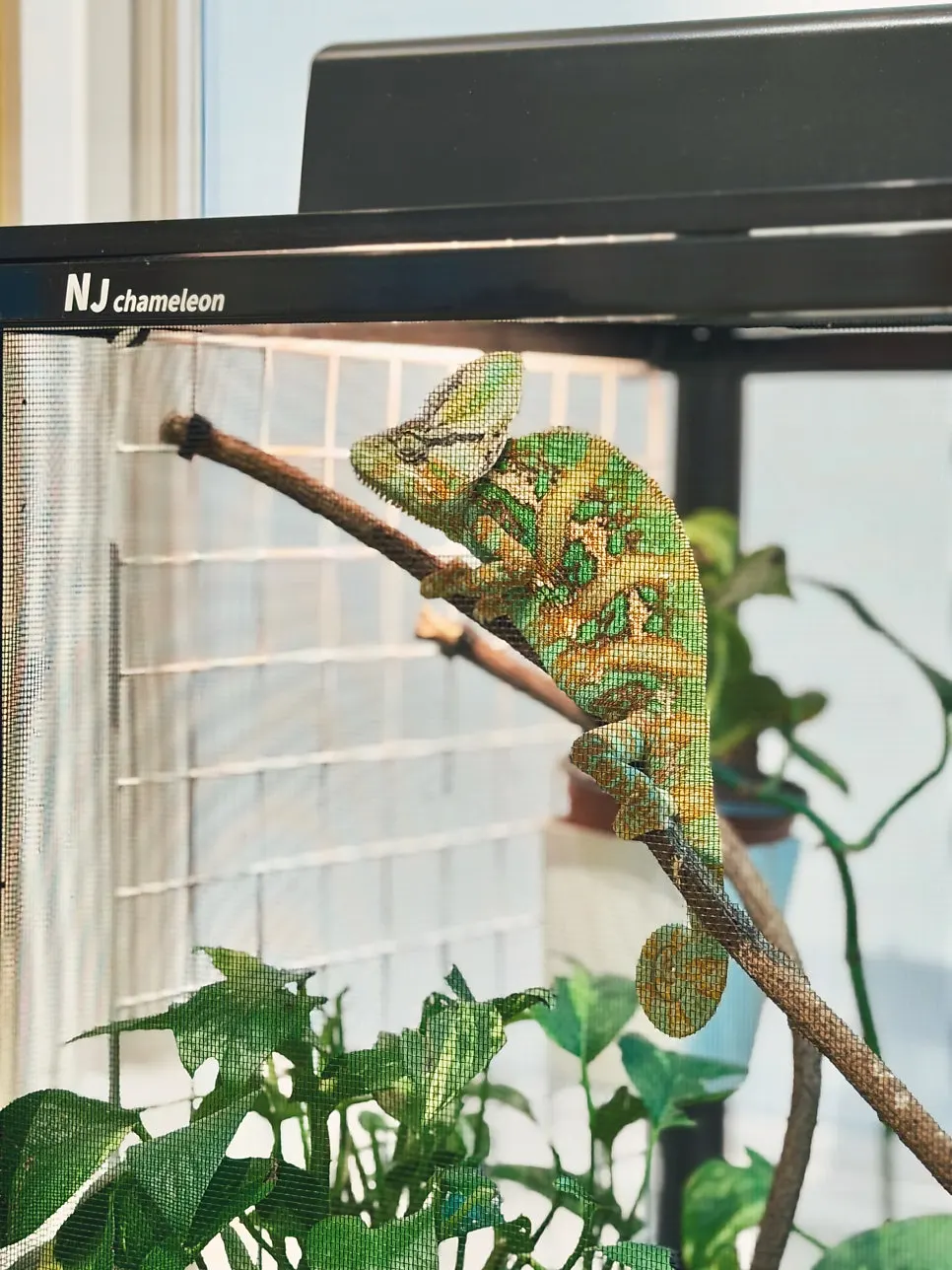 A child watching animals indoors