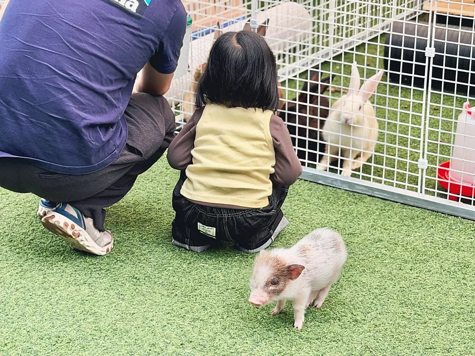 Guide on using tongs to feed the animals